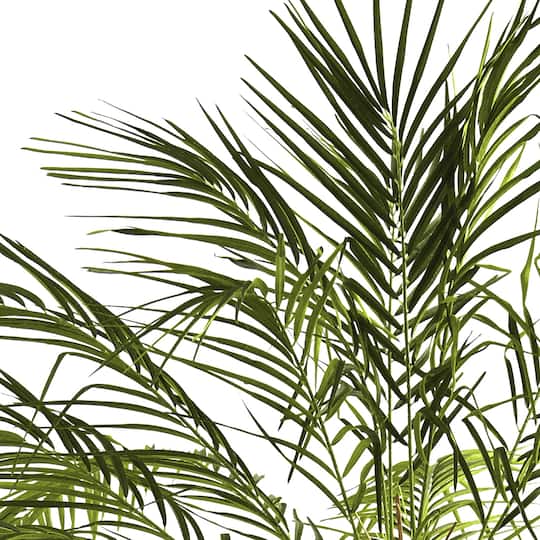 6ft. Potted Robellini Palm Tree